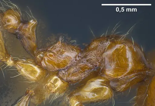 Pheidole balcanica specimen ANTWEB1038022 image antweb1038022_6