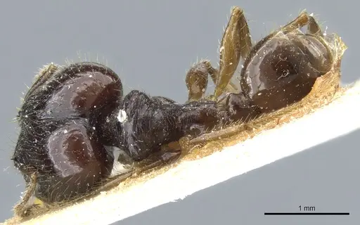 Pheidole balzani specimen CASENT0904384 image casent0904384_1