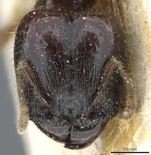 Pheidole balzani specimen CASENT0904384 image casent0904384_2