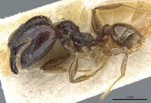 Pheidole balzani specimen CASENT0904384 image casent0904384_3