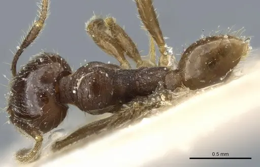 Pheidole balzani specimen CASENT0904385 image casent0904385_1