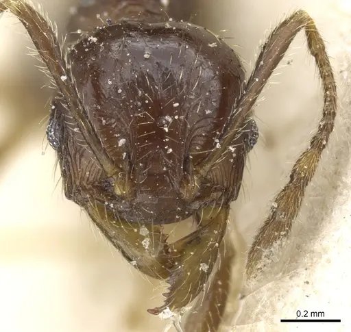 Pheidole balzani specimen CASENT0904385 image casent0904385_2