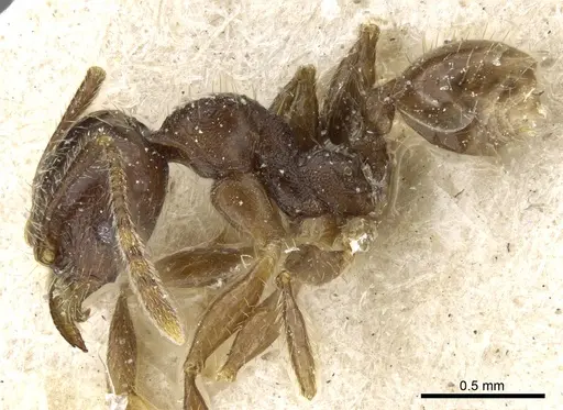 Pheidole balzani specimen CASENT0904385 image casent0904385_3