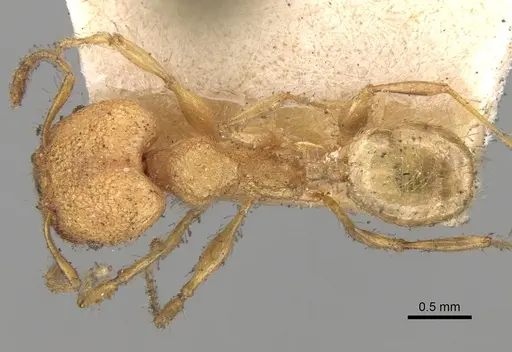 Pheidole bambusarum specimen CASENT0281748 image casent0281748_1