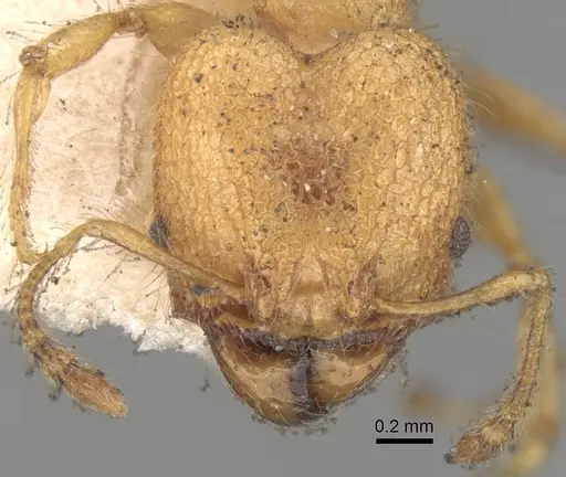 Pheidole bambusarum specimen CASENT0281748 image casent0281748_2