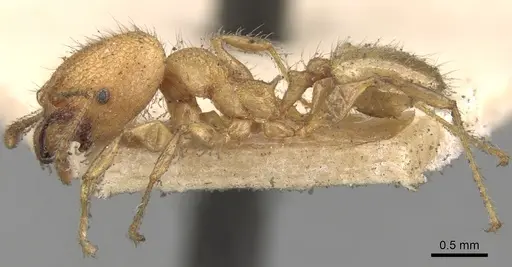 Pheidole bambusarum specimen CASENT0281748 image casent0281748_3