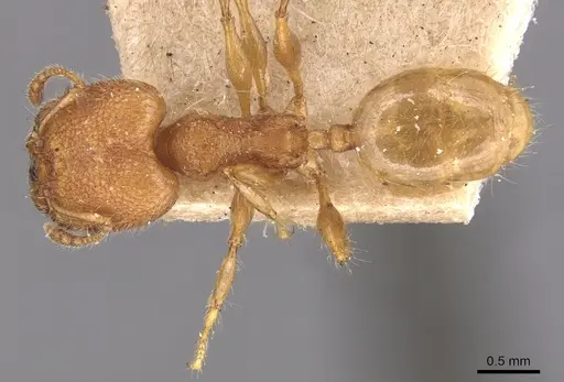 Pheidole bambusarum specimen CASENT0904445 image casent0904445_1