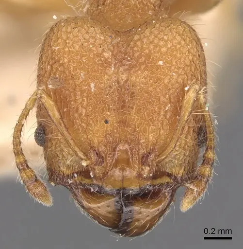 Pheidole bambusarum specimen CASENT0904445 image casent0904445_2