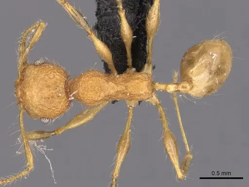 Pheidole bambusarum specimen CASENT0904446 image casent0904446_1
