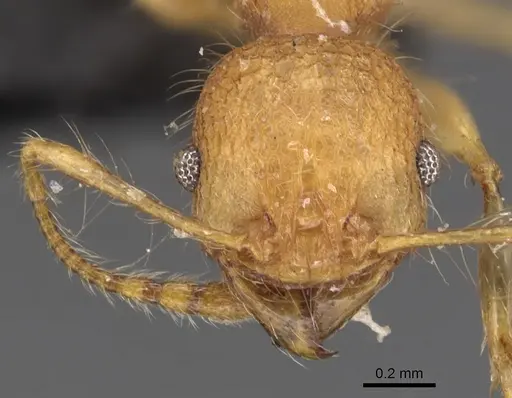 Pheidole bambusarum specimen CASENT0904446 image casent0904446_2