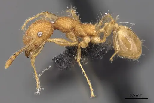 Pheidole bambusarum specimen CASENT0904446 image casent0904446_3