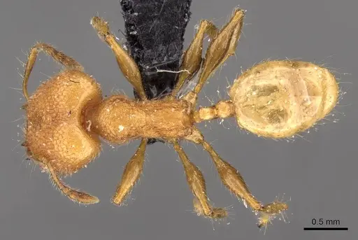 Pheidole bambusarum specimen CASENT0908256 image casent0908256_1