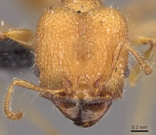 Pheidole bambusarum specimen CASENT0908256 image casent0908256_2