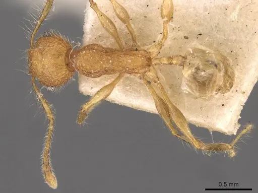 Pheidole bambusarum specimen CASENT0908257 image casent0908257_1