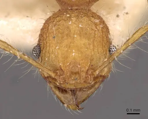 Pheidole bambusarum specimen CASENT0908257 image casent0908257_2