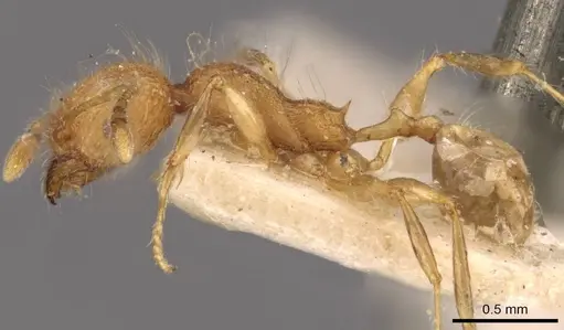 Pheidole bambusarum specimen CASENT0908257 image casent0908257_3