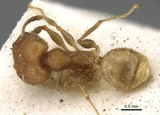 Pheidole bambusarum specimen CASENT0922220 image casent0922220_1