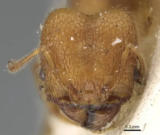 Pheidole bambusarum specimen CASENT0922220 image casent0922220_2