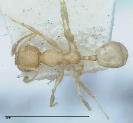 Pheidole bambusarum specimen FOCOL0059 image focol0059_1