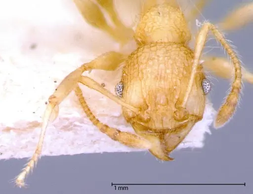 Pheidole bambusarum specimen FOCOL0059 image focol0059_2