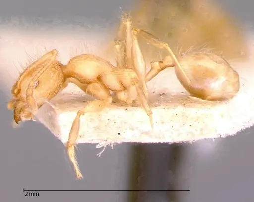 Pheidole bambusarum specimen FOCOL0059 image focol0059_3