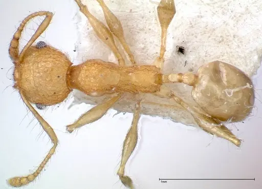 Pheidole bambusarum specimen FOCOL0250-1 image focol0250-1_1