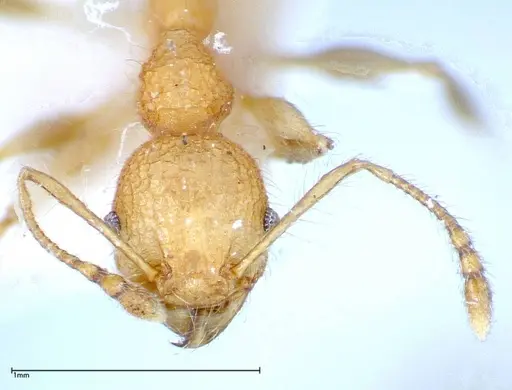 Pheidole bambusarum specimen FOCOL0250-1 image focol0250-1_2