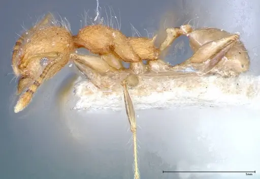 Pheidole bambusarum specimen FOCOL0250-1 image focol0250-1_3