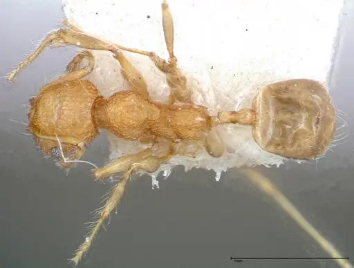 Pheidole bambusarum specimen FOCOL0250-2 image focol0250-2_1