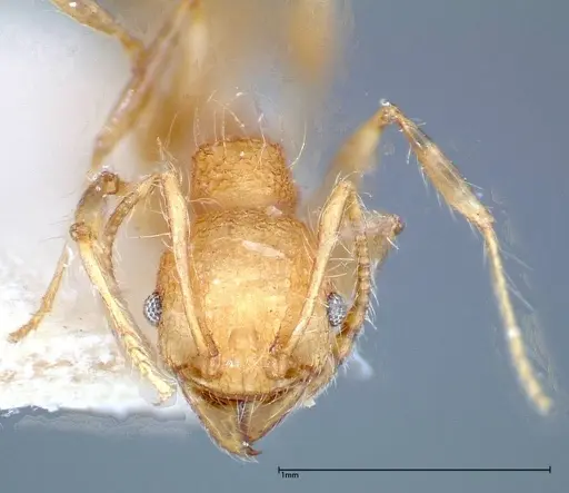 Pheidole bambusarum specimen FOCOL0250-2 image focol0250-2_2