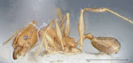 Pheidole bambusarum specimen FOCOL0250-2 image focol0250-2_3