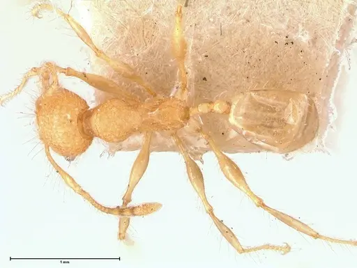 Pheidole bambusarum specimen FOCOL0692 image focol0692_1