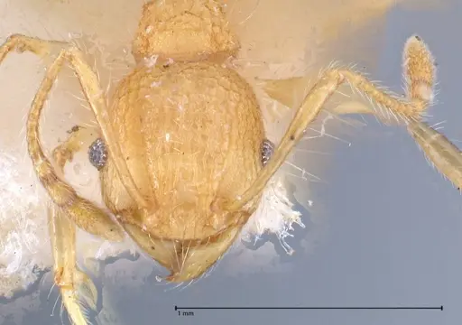 Pheidole bambusarum specimen FOCOL0692 image focol0692_2
