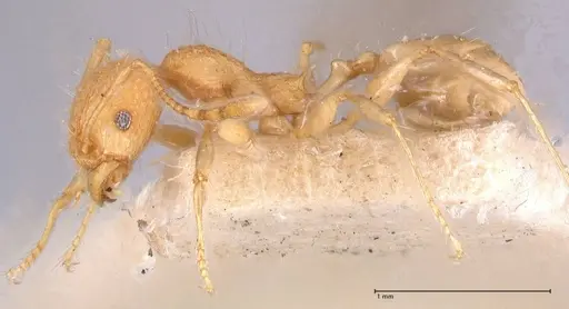 Pheidole bambusarum specimen FOCOL0692 image focol0692_3