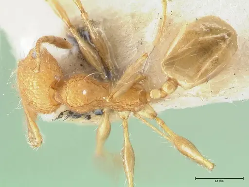 Pheidole bambusarum specimen FOCOL1562 image focol1562_1