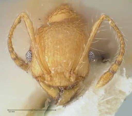 Pheidole bambusarum specimen FOCOL1562 image focol1562_2