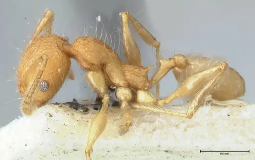 Pheidole bambusarum specimen FOCOL1562 image focol1562_3