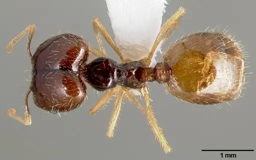 Pheidole barbata specimen CASENT0005747 image casent0005747_1