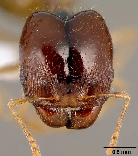 Pheidole barbata specimen CASENT0005747 image casent0005747_2
