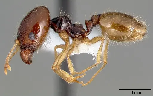 Pheidole barbata specimen CASENT0005747 image casent0005747_3