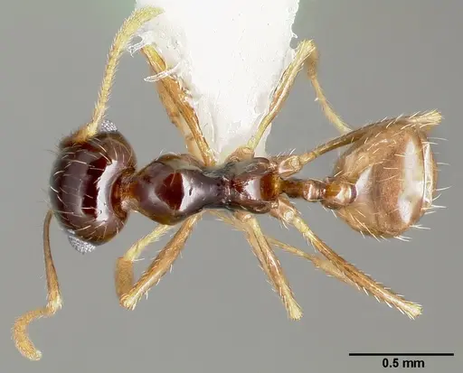 Pheidole barbata specimen CASENT0005748 image casent0005748_1