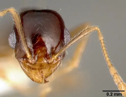 Pheidole barbata specimen CASENT0005748 image casent0005748_2