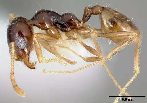Pheidole barbata specimen CASENT0005748 image casent0005748_3