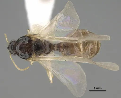 Pheidole barbata specimen CASENT0862453 image casent0862453_1