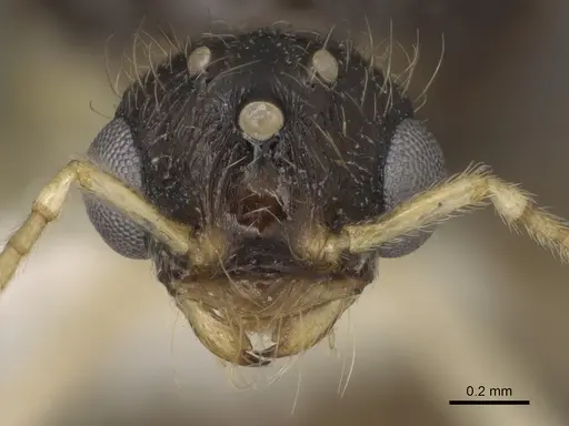 Pheidole barbata specimen CASENT0862453 image casent0862453_2