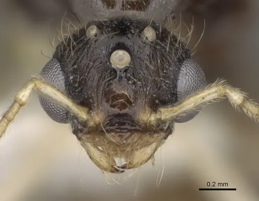 Pheidole barbata specimen CASENT0862453 image casent0862453_3