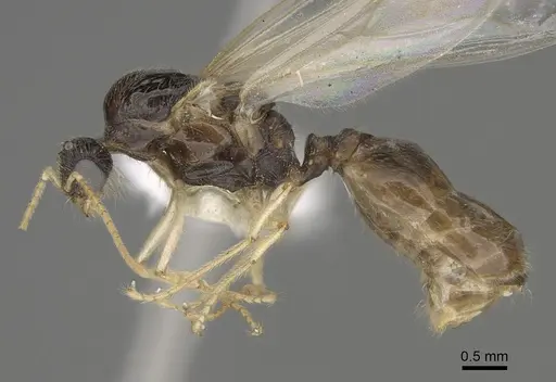Pheidole barbata specimen CASENT0862453 image casent0862453_4