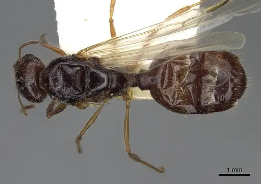 Pheidole barbata specimen CASENT8368323 image casent8368323_1