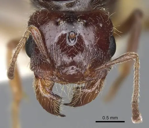 Pheidole barbata specimen CASENT8368323 image casent8368323_2