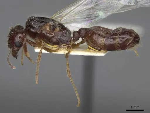 Pheidole barbata specimen CASENT8368323 image casent8368323_3